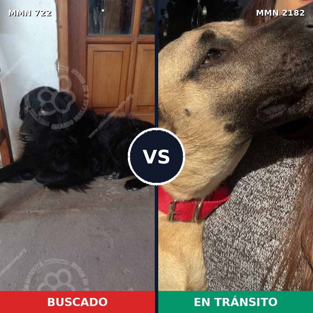 Comparativa MMS 65436: mascota perdida y mascota encontrada, 31% de similitud