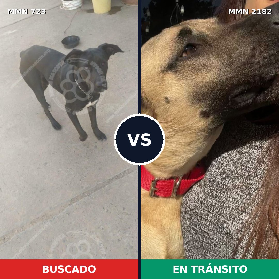 Comparativa MMS 65437: mascota perdida y mascota encontrada, 62% de similitud