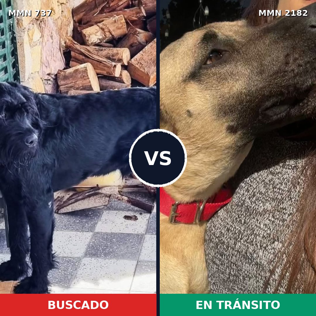 Comparativa MMS 65438: mascota perdida y mascota encontrada, 29% de similitud