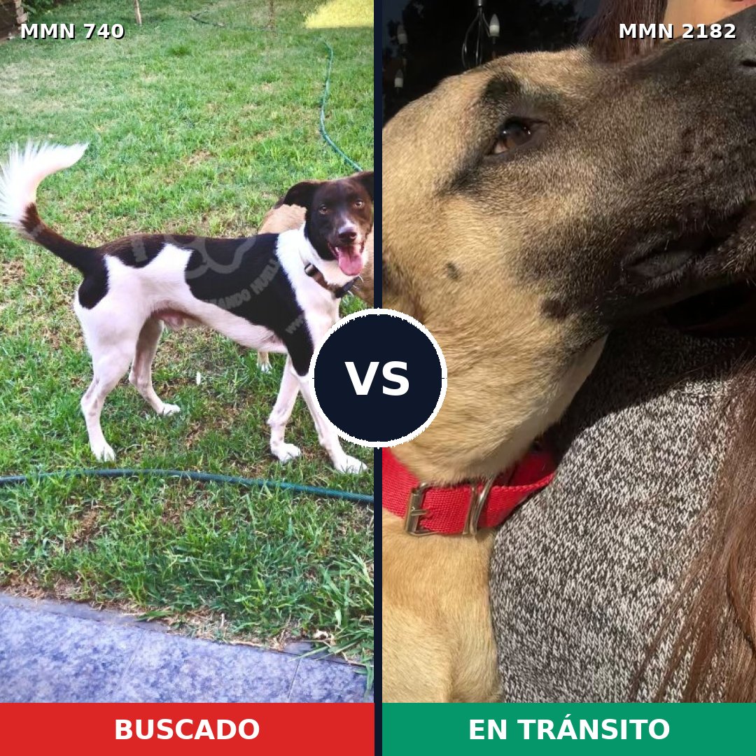 Comparativa MMS 65439: mascota perdida y mascota encontrada, 56% de similitud