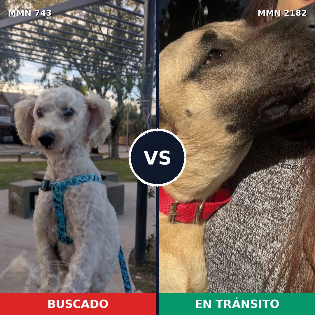 Comparativa MMS 65440: mascota perdida y mascota encontrada, 39% de similitud