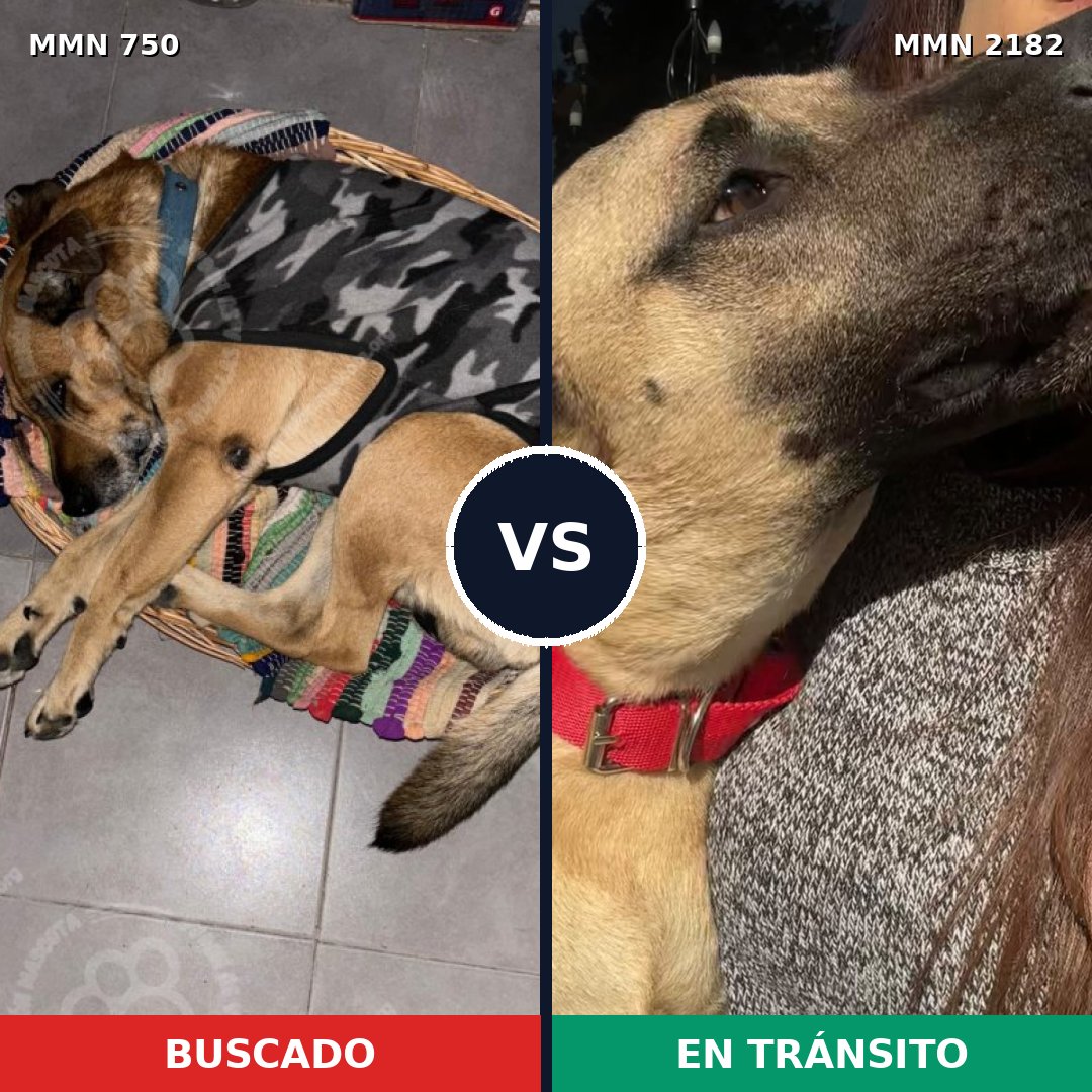 Comparativa MMS 65441: mascota perdida y mascota encontrada, 53% de similitud