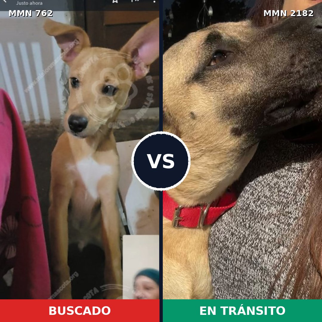 Comparativa MMS 65442: mascota perdida y mascota encontrada, 70% de similitud