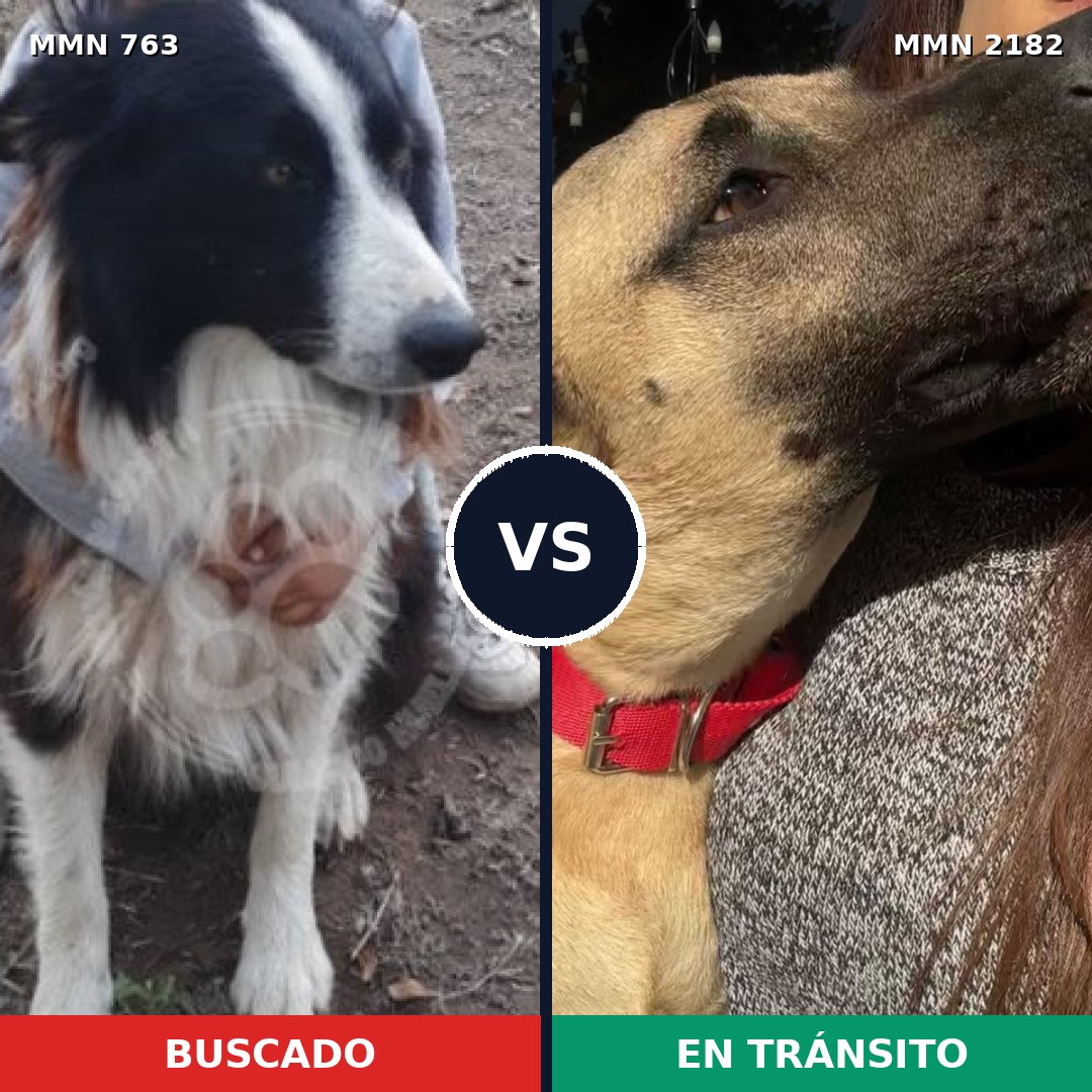 Comparativa MMS 65443: mascota perdida y mascota encontrada, 29% de similitud