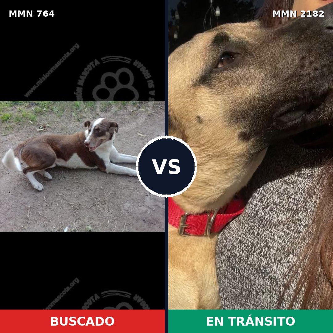 Comparativa MMS 65444: mascota perdida y mascota encontrada, 48% de similitud
