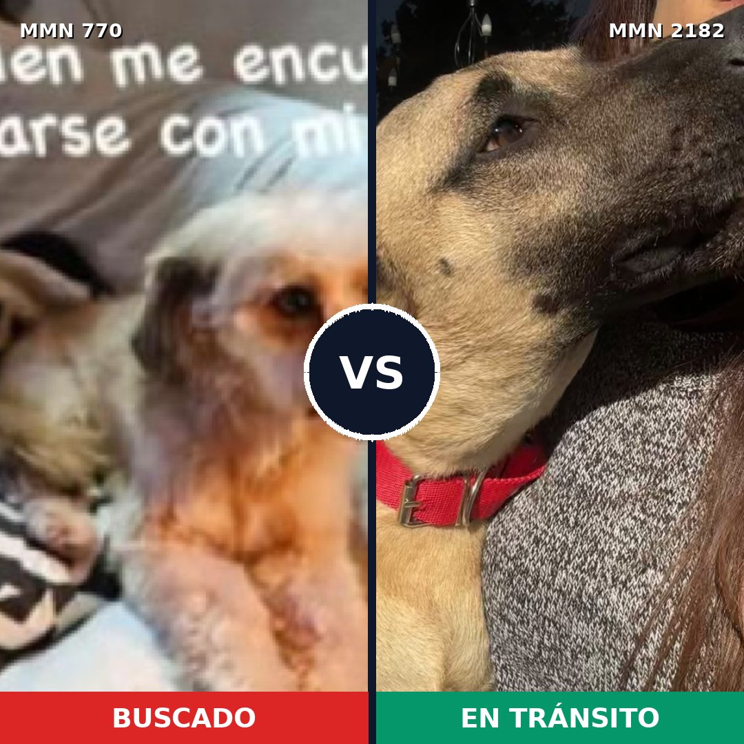 Comparativa MMS 65445: mascota perdida y mascota encontrada, 55% de similitud