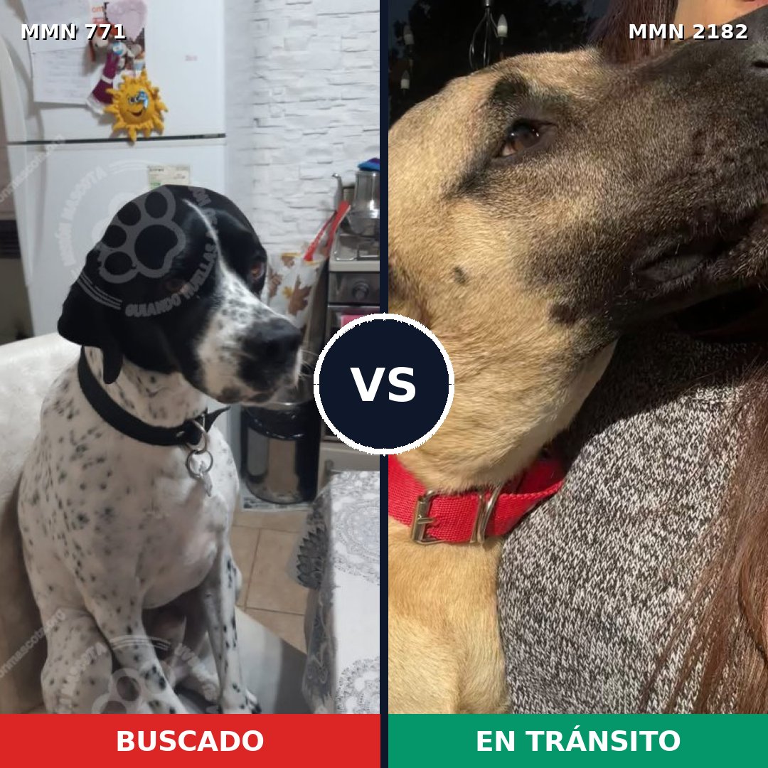 Comparativa MMS 65446: mascota perdida y mascota encontrada, 51% de similitud
