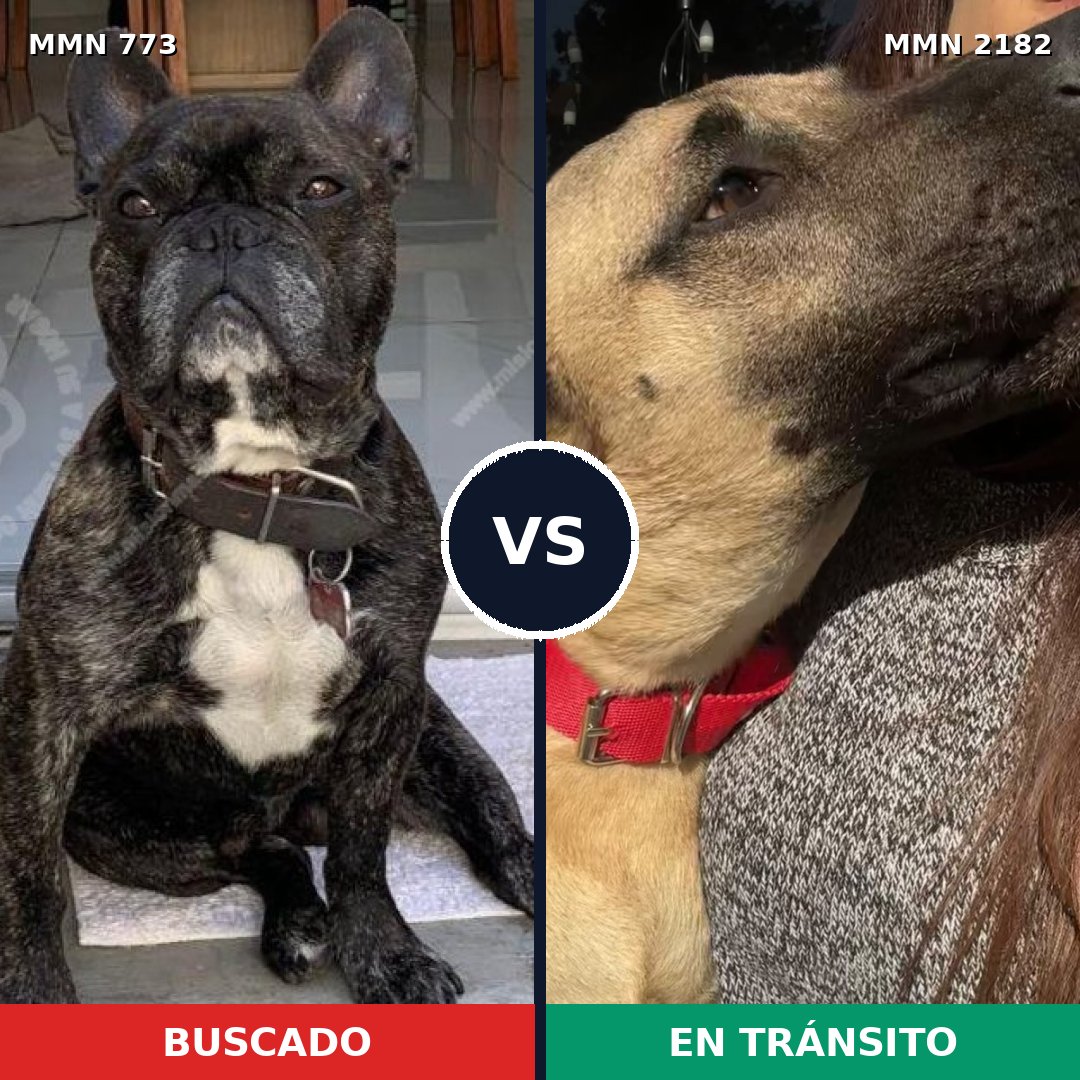 Comparativa MMS 65447: mascota perdida y mascota encontrada, 30% de similitud