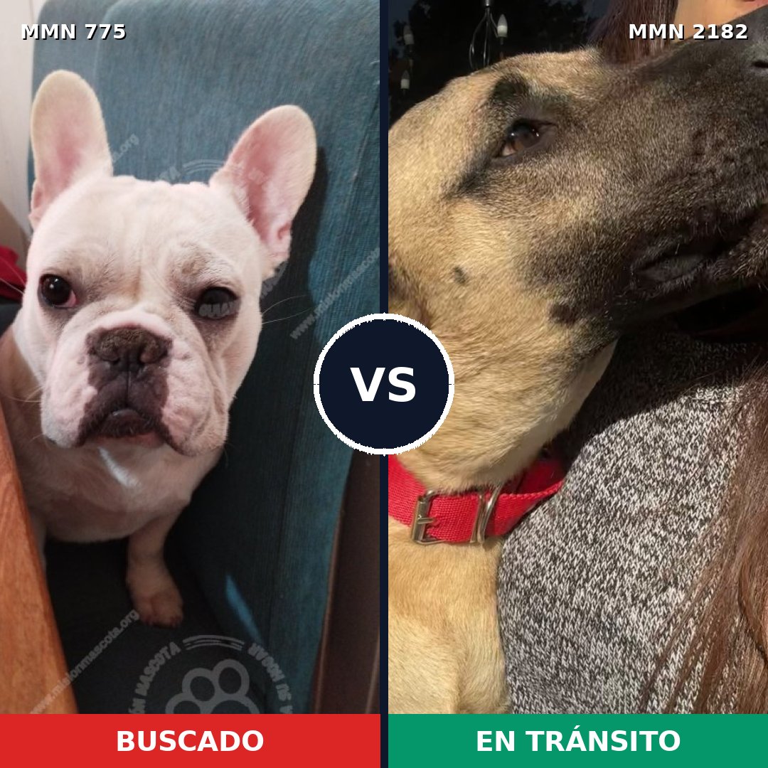 Comparativa MMS 65448: mascota perdida y mascota encontrada, 31% de similitud