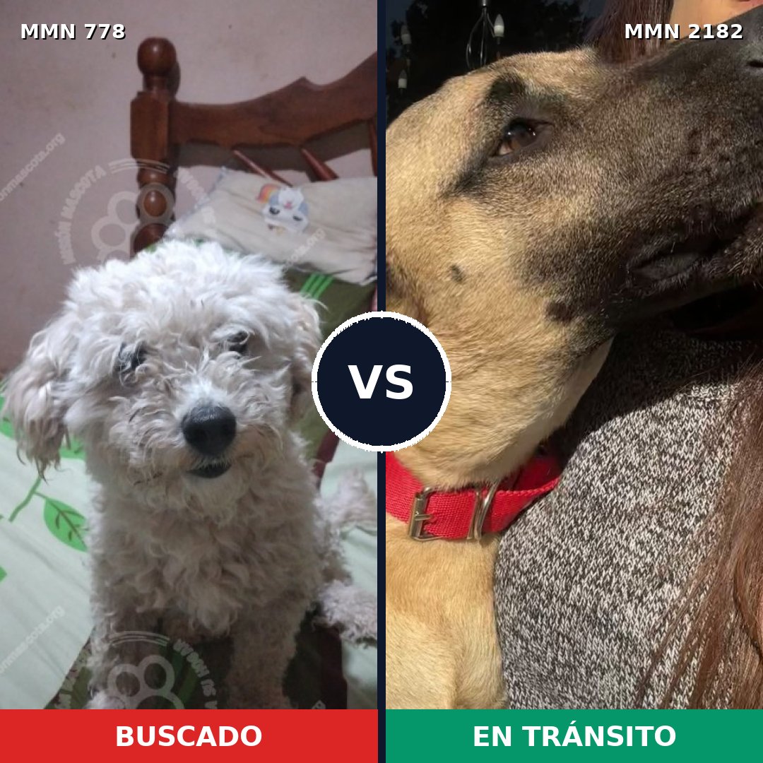 Comparativa MMS 65449: mascota perdida y mascota encontrada, 31% de similitud