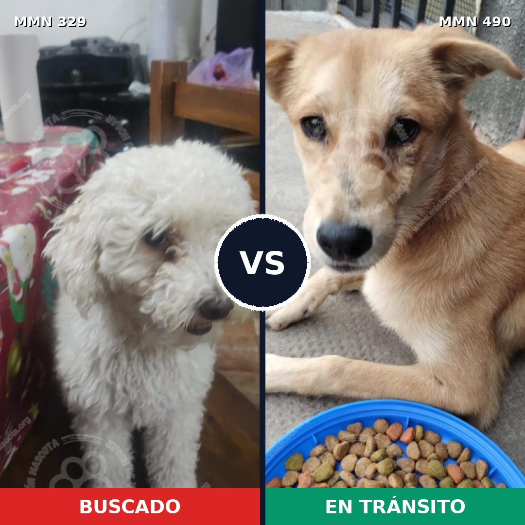 Comparativa MMS 6545: mascota perdida y mascota encontrada, 42% de similitud