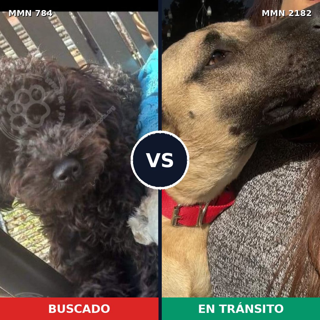 Comparativa MMS 65450: mascota perdida y mascota encontrada, 28% de similitud