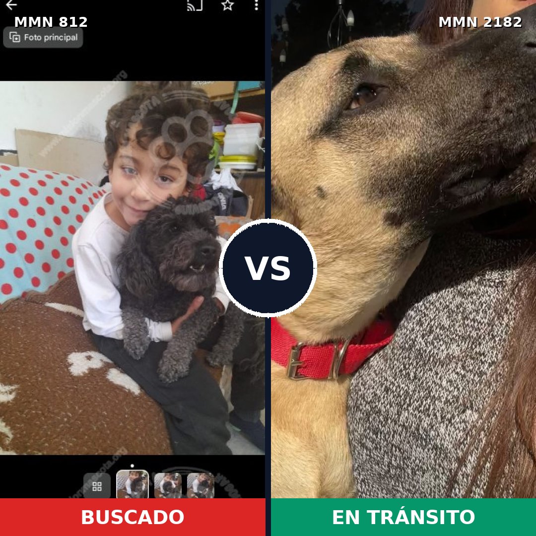 Comparativa MMS 65453: mascota perdida y mascota encontrada, 20% de similitud