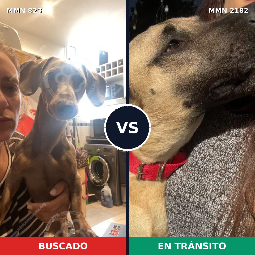 Comparativa MMS 65455: mascota perdida y mascota encontrada, 24% de similitud