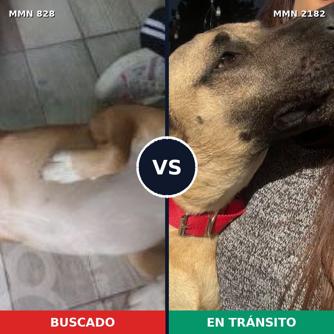 Comparativa MMS 65456: mascota perdida y mascota encontrada, 73% de similitud