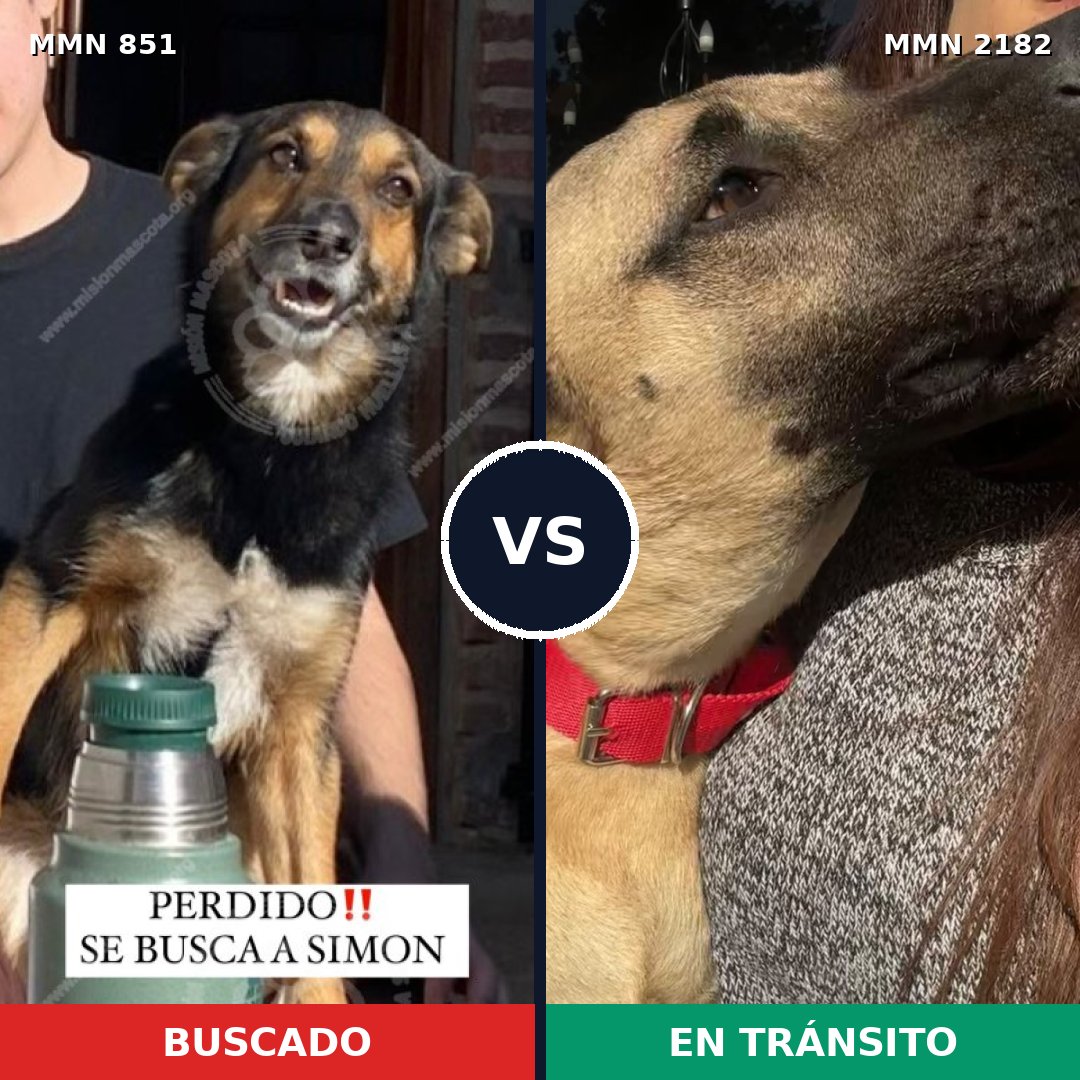 Comparativa MMS 65457: mascota perdida y mascota encontrada, 60% de similitud