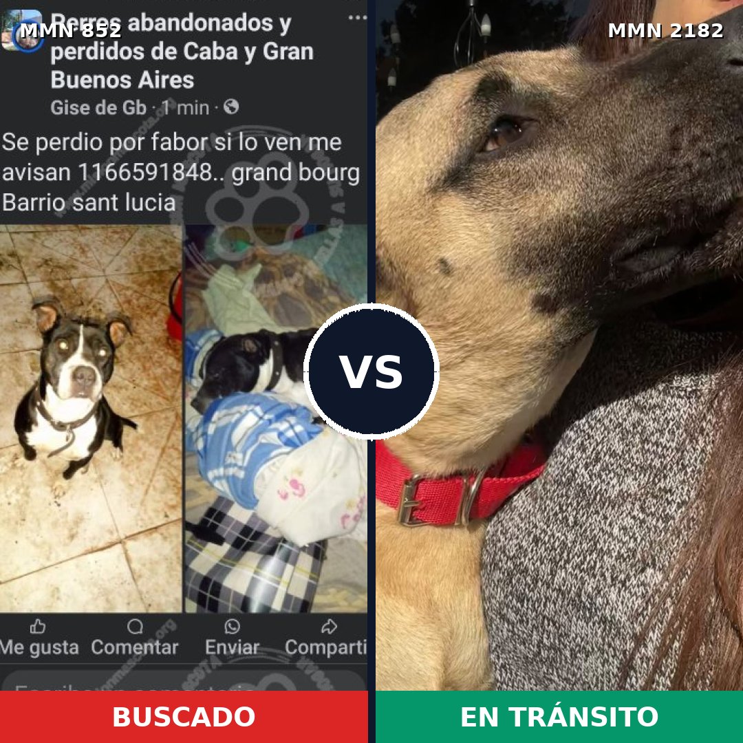Comparativa MMS 65458: mascota perdida y mascota encontrada, 50% de similitud