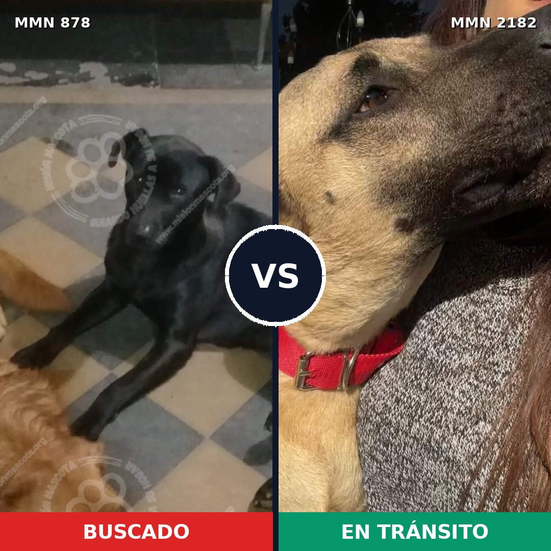 Comparativa MMS 65459: mascota perdida y mascota encontrada, 39% de similitud