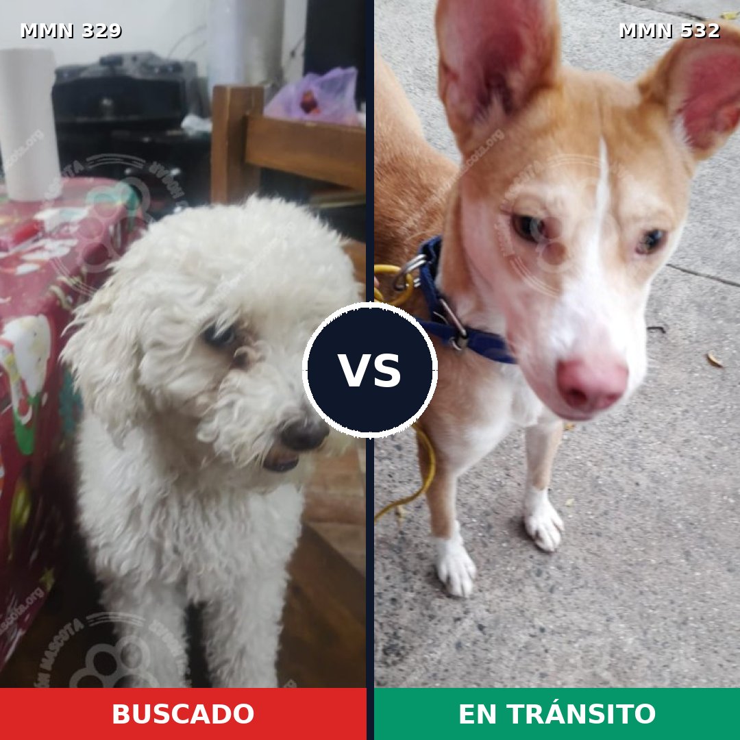 Comparativa MMS 6546: mascota perdida y mascota encontrada, 30% de similitud