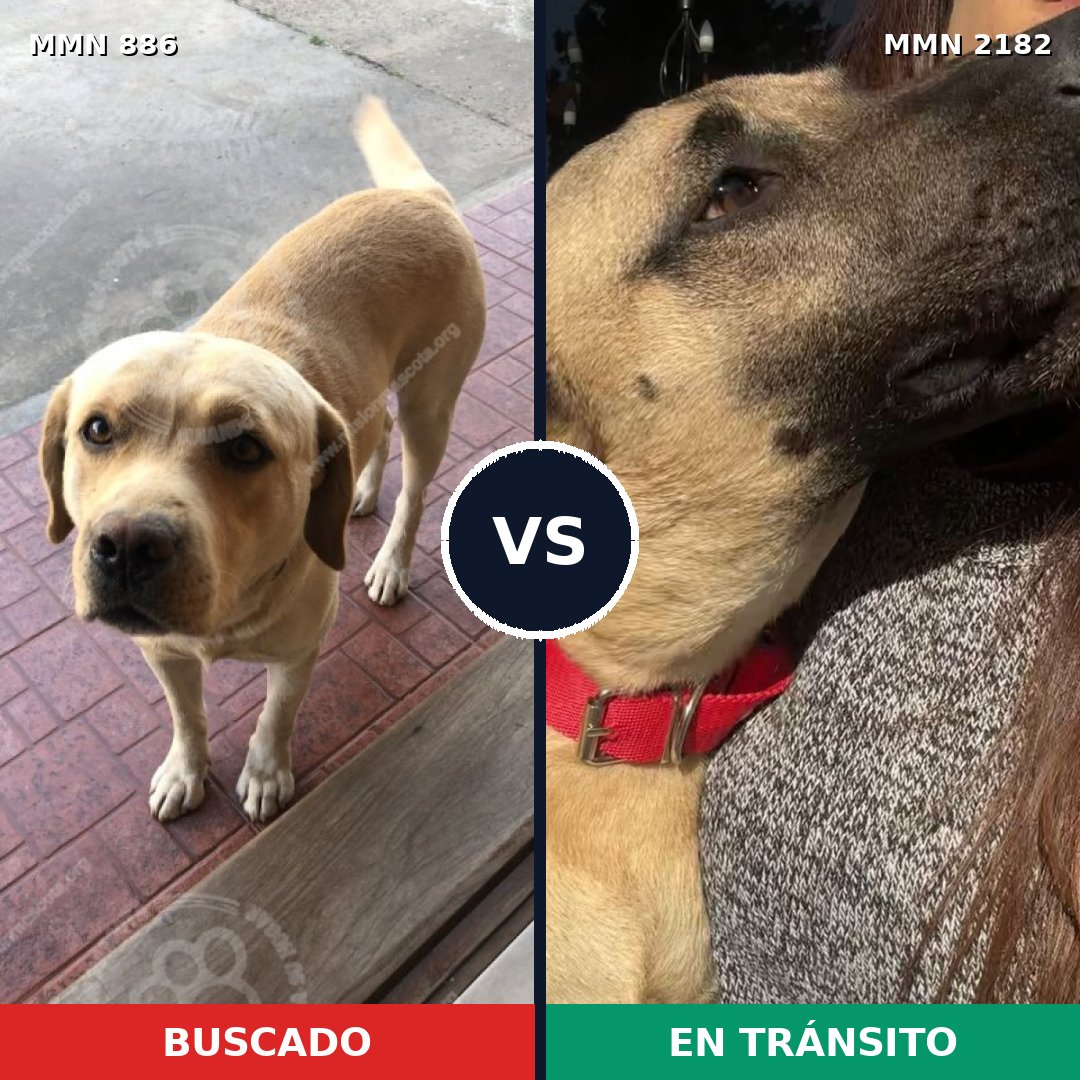 Comparativa MMS 65460: mascota perdida y mascota encontrada, 33% de similitud