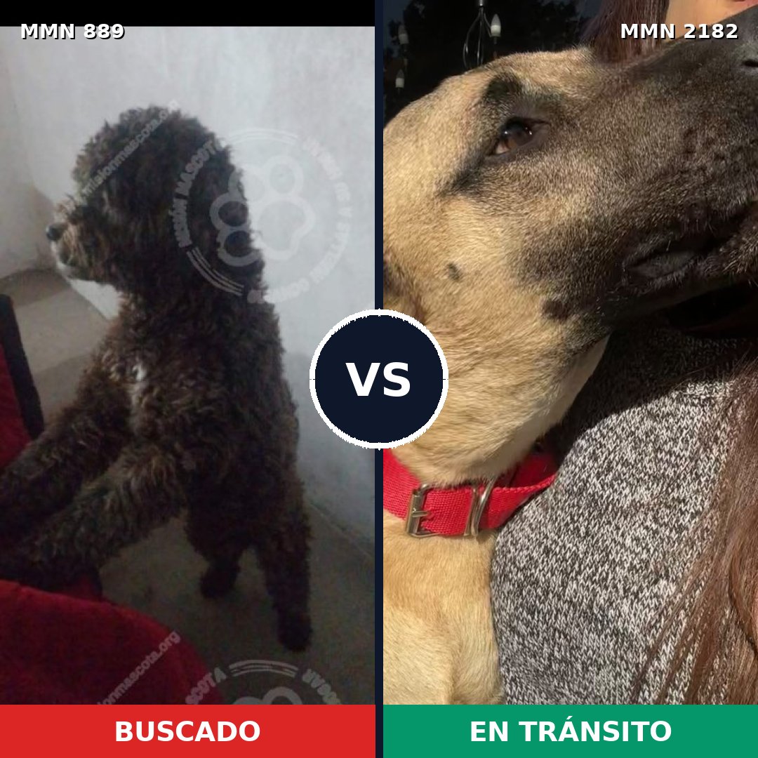 Comparativa MMS 65461: mascota perdida y mascota encontrada, 32% de similitud