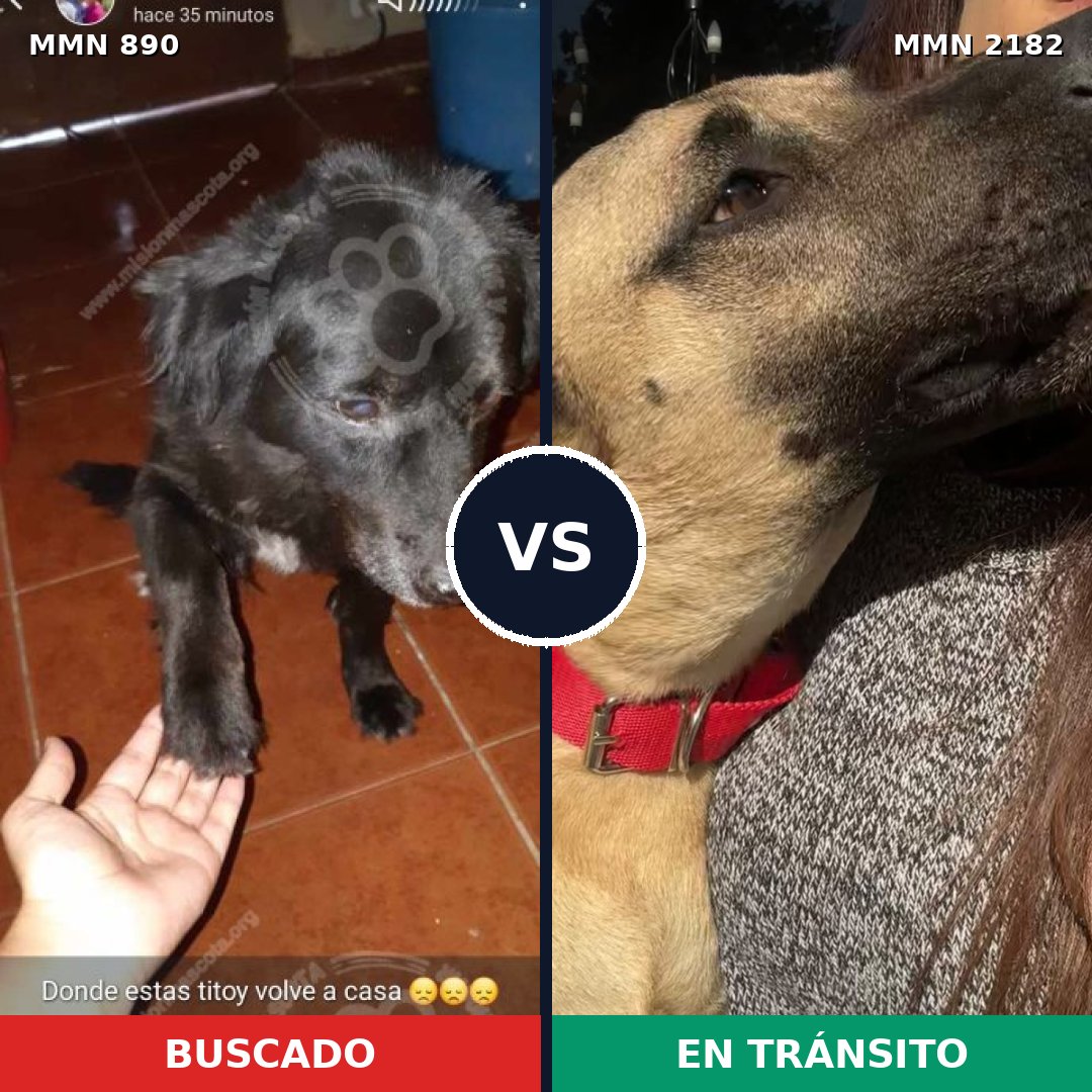 Comparativa MMS 65462: mascota perdida y mascota encontrada, 27% de similitud