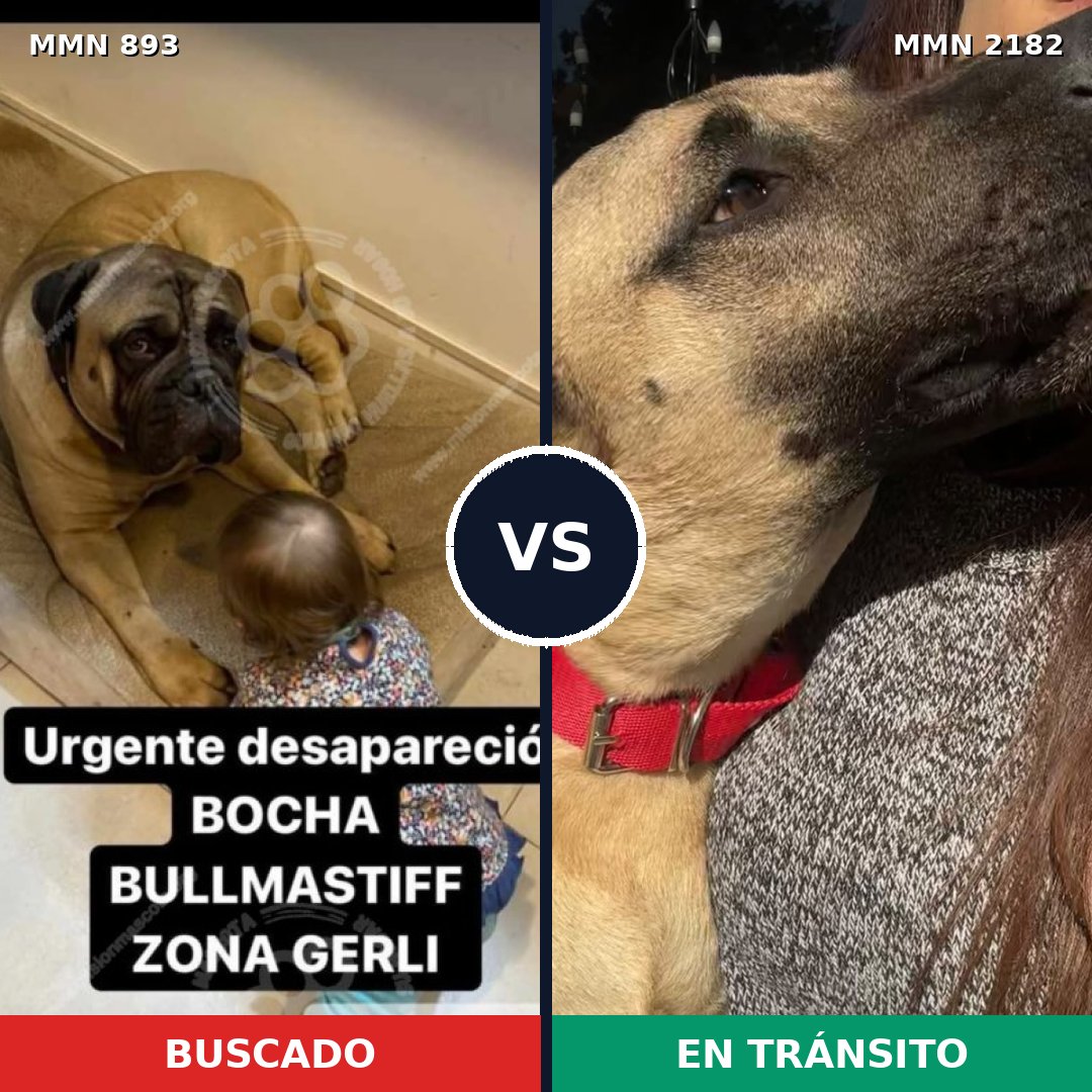 Comparativa MMS 65463: mascota perdida y mascota encontrada, 43% de similitud