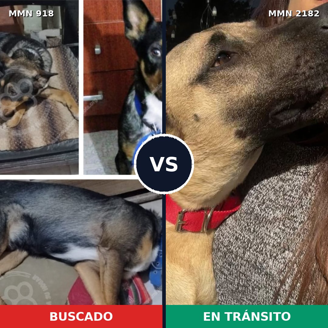 Comparativa MMS 65466: mascota perdida y mascota encontrada, 31% de similitud