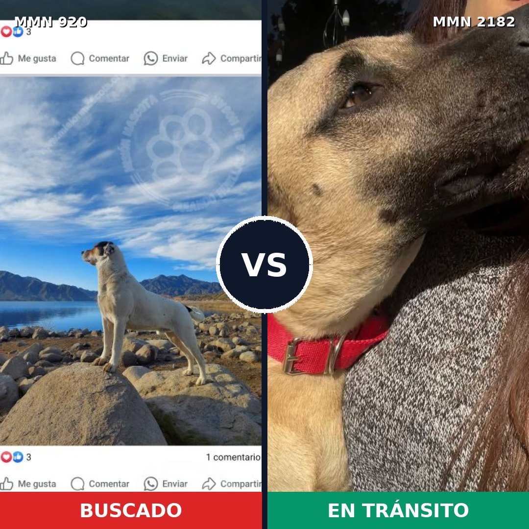 Comparativa MMS 65467: mascota perdida y mascota encontrada, 33% de similitud