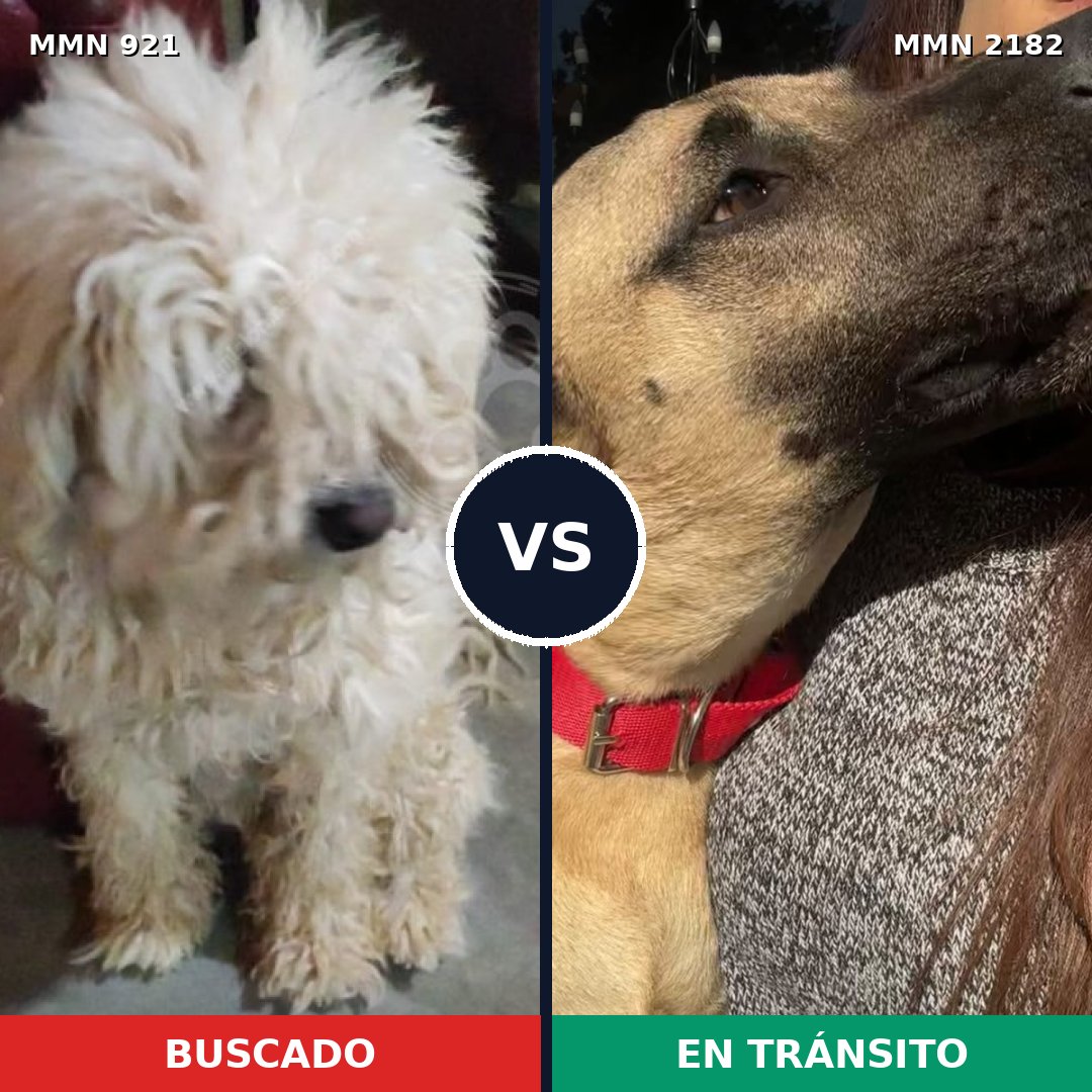 Comparativa MMS 65468: mascota perdida y mascota encontrada, 21% de similitud