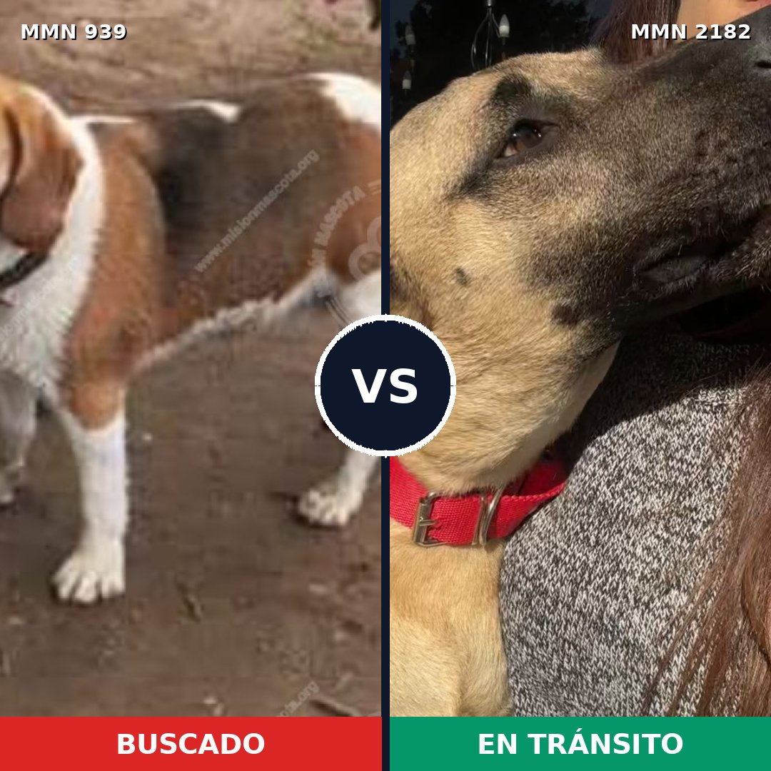 Comparativa MMS 65469: mascota perdida y mascota encontrada, 32% de similitud
