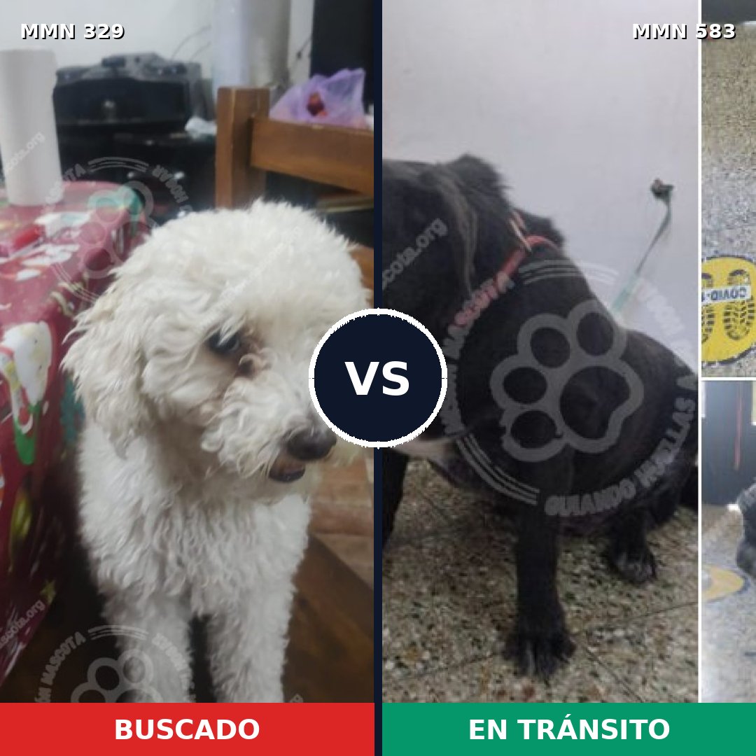 Comparativa MMS 6547: mascota perdida y mascota encontrada, 37% de similitud