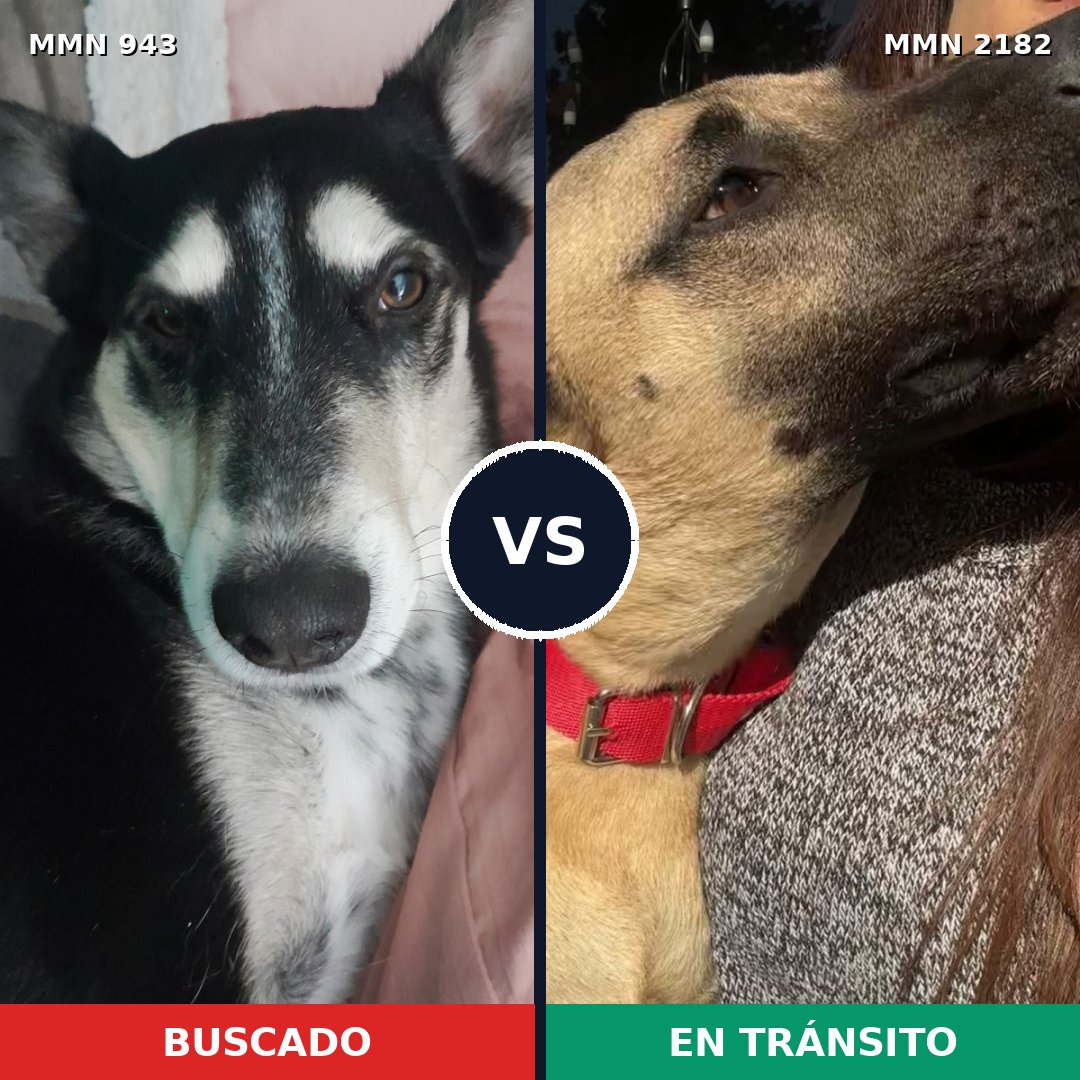 Comparativa MMS 65471: mascota perdida y mascota encontrada, 73% de similitud