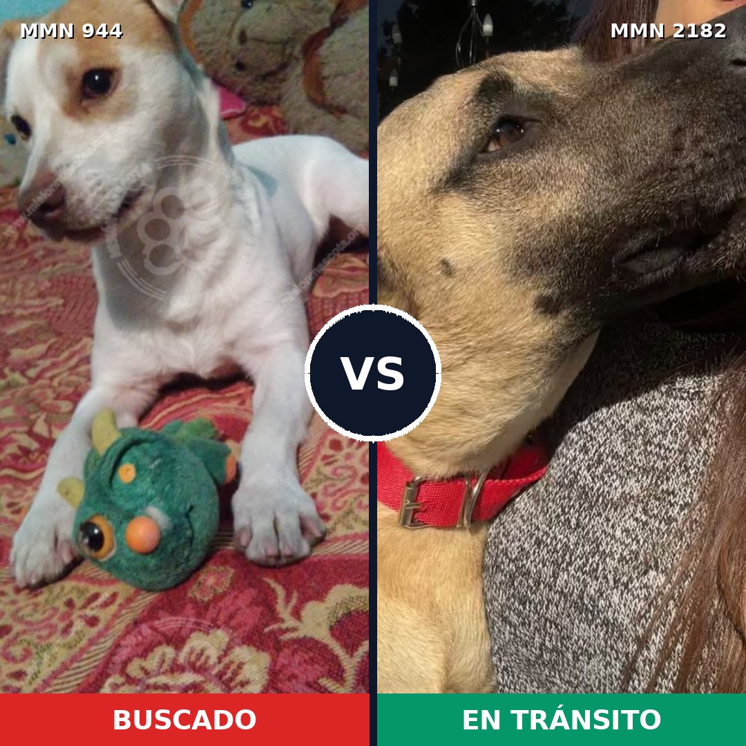 Comparativa MMS 65472: mascota perdida y mascota encontrada, 59% de similitud