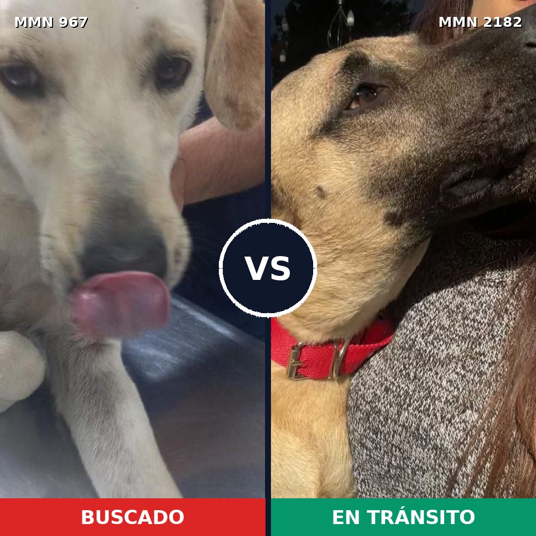 Comparativa MMS 65473: mascota perdida y mascota encontrada, 57% de similitud
