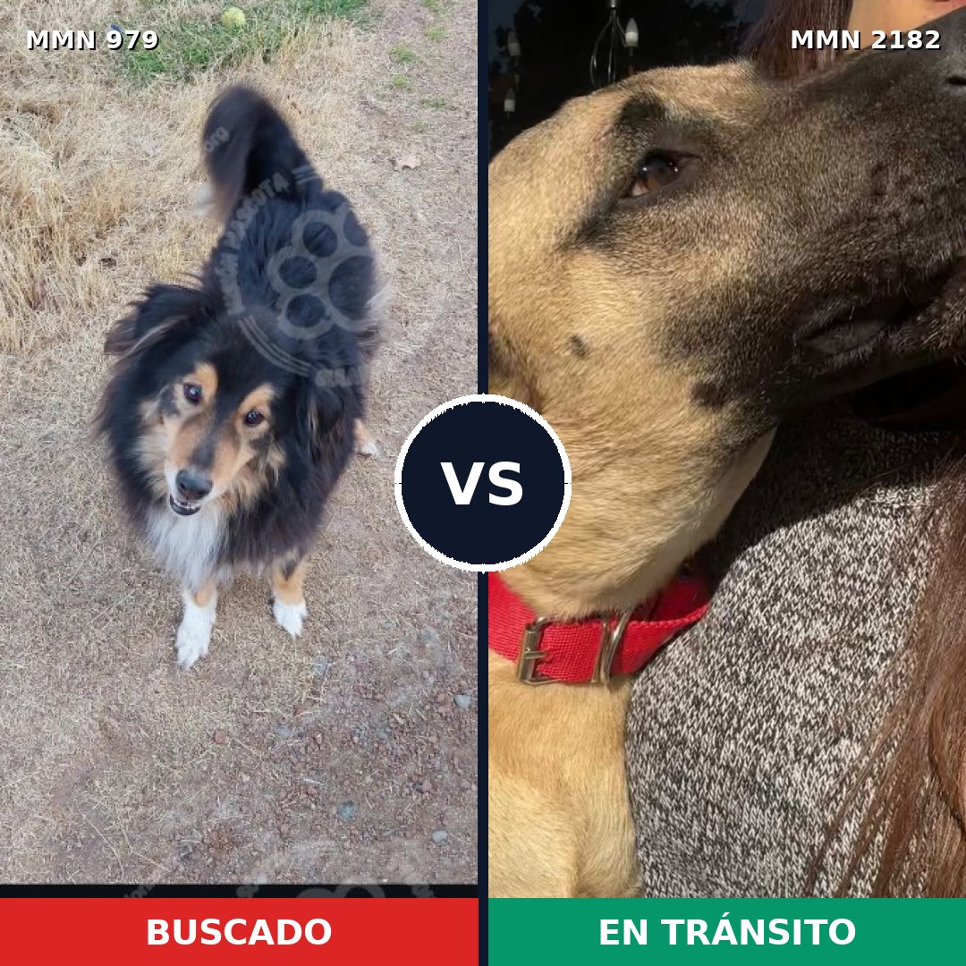 Comparativa MMS 65475: mascota perdida y mascota encontrada, 26% de similitud