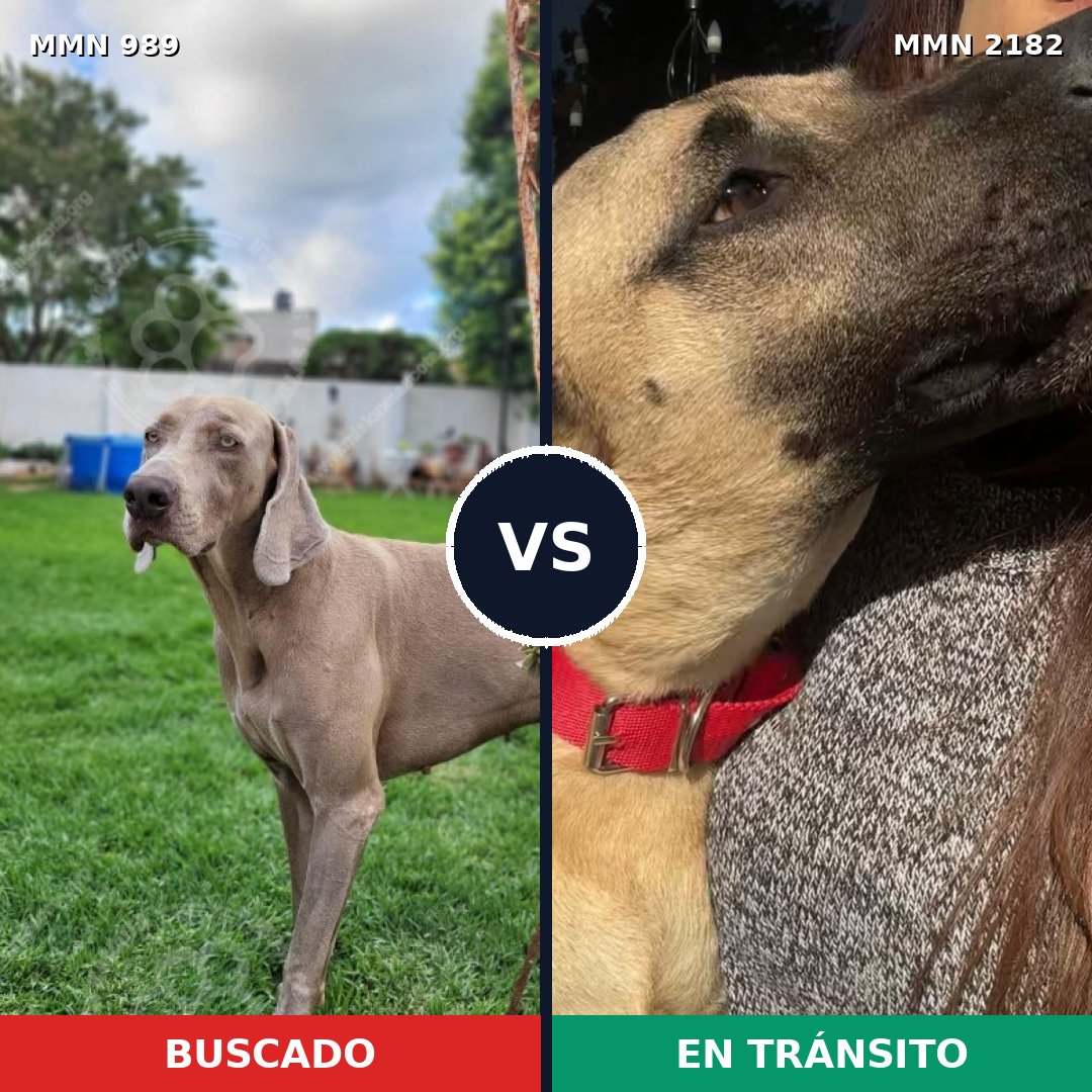 Comparativa MMS 65477: mascota perdida y mascota encontrada, 49% de similitud