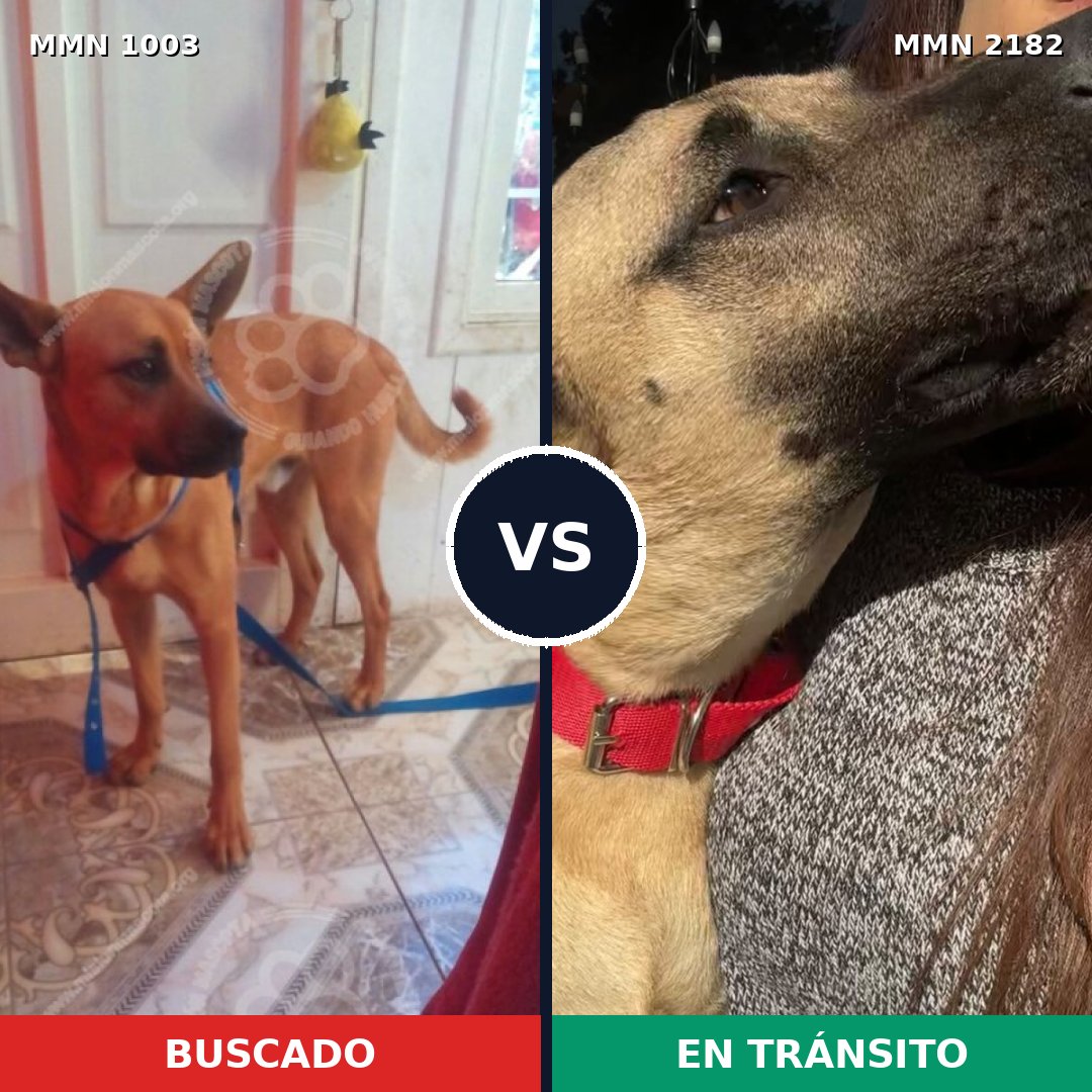 Comparativa MMS 65479: mascota perdida y mascota encontrada, 49% de similitud