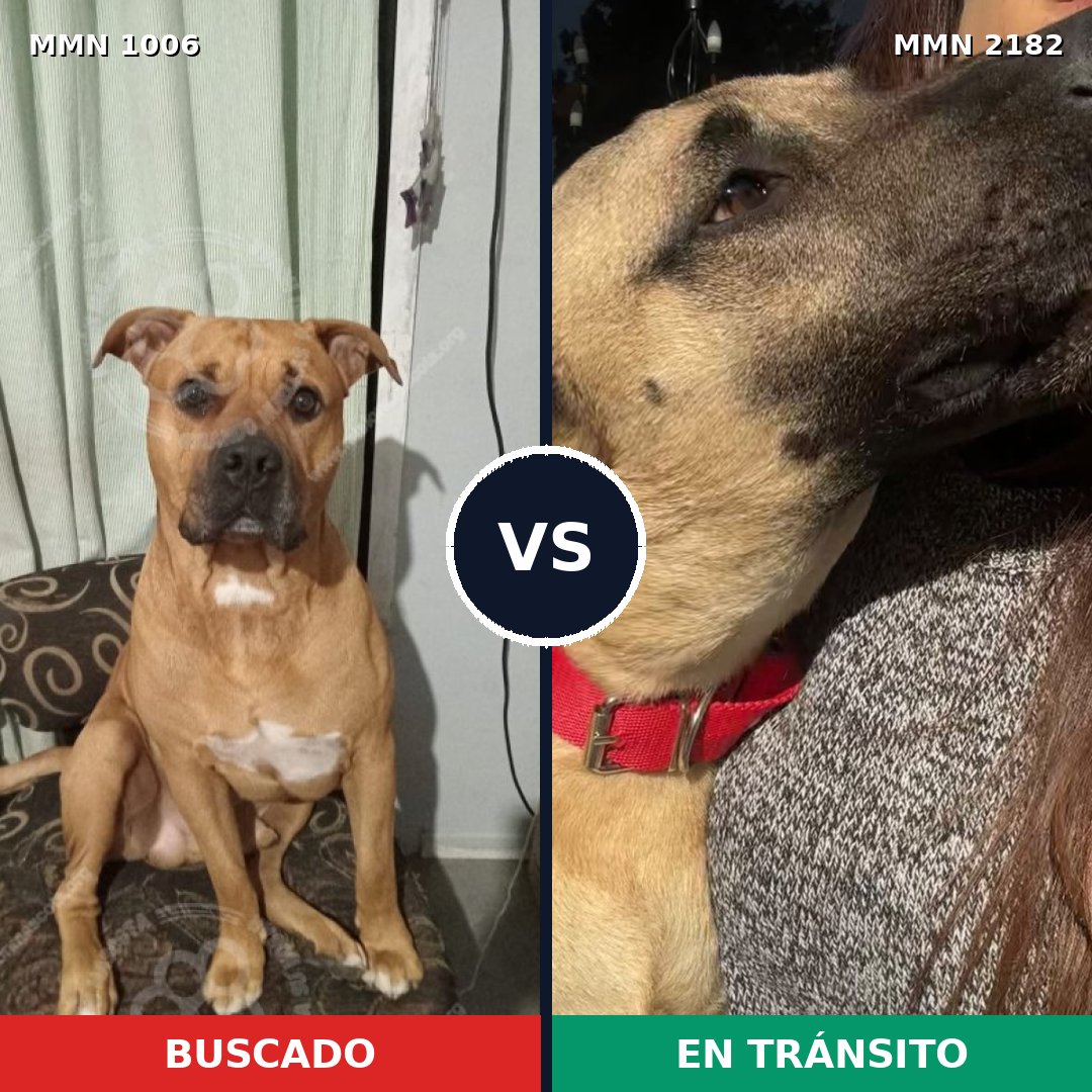 Comparativa MMS 65480: mascota perdida y mascota encontrada, 78% de similitud