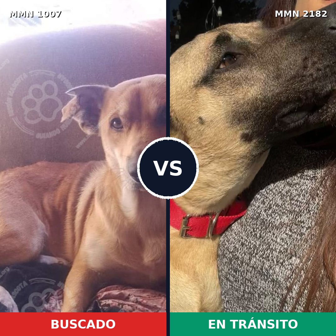 Comparativa MMS 65481: mascota perdida y mascota encontrada, 76% de similitud