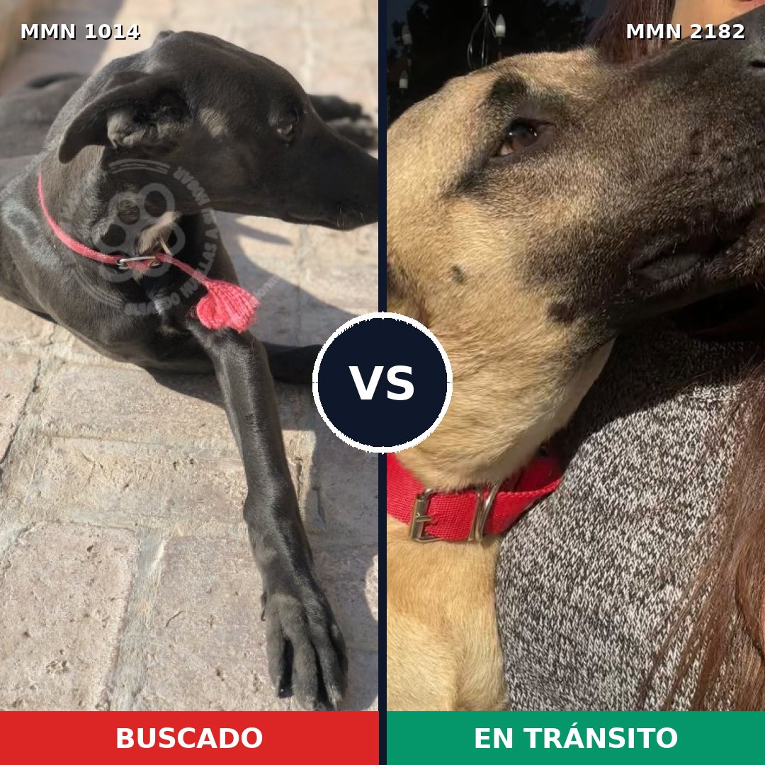 Comparativa MMS 65482: mascota perdida y mascota encontrada, 44% de similitud