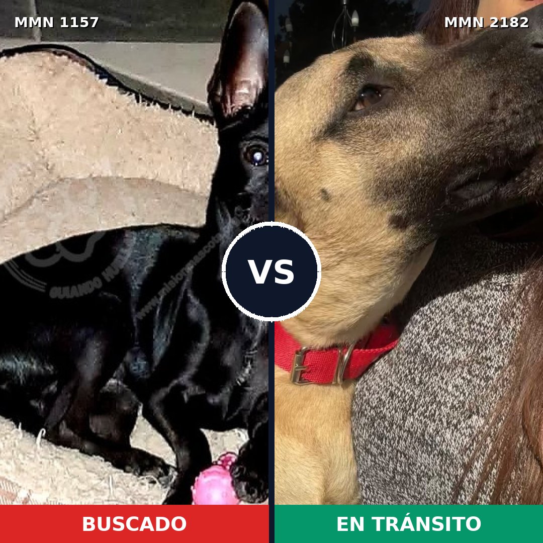 Comparativa MMS 65484: mascota perdida y mascota encontrada, 23% de similitud