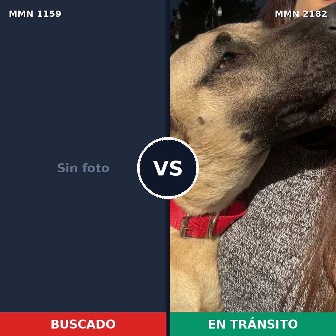 Comparativa MMS 65485: mascota perdida y mascota encontrada, 61% de similitud