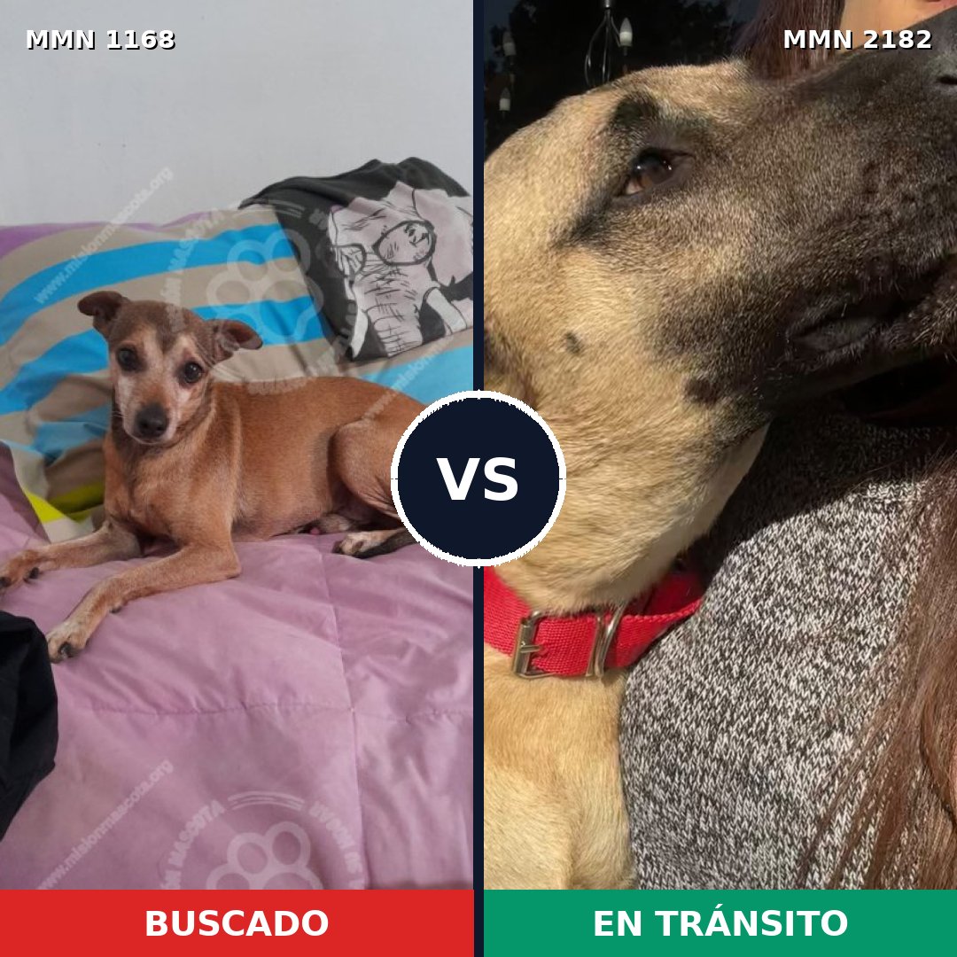 Comparativa MMS 65486: mascota perdida y mascota encontrada, 35% de similitud