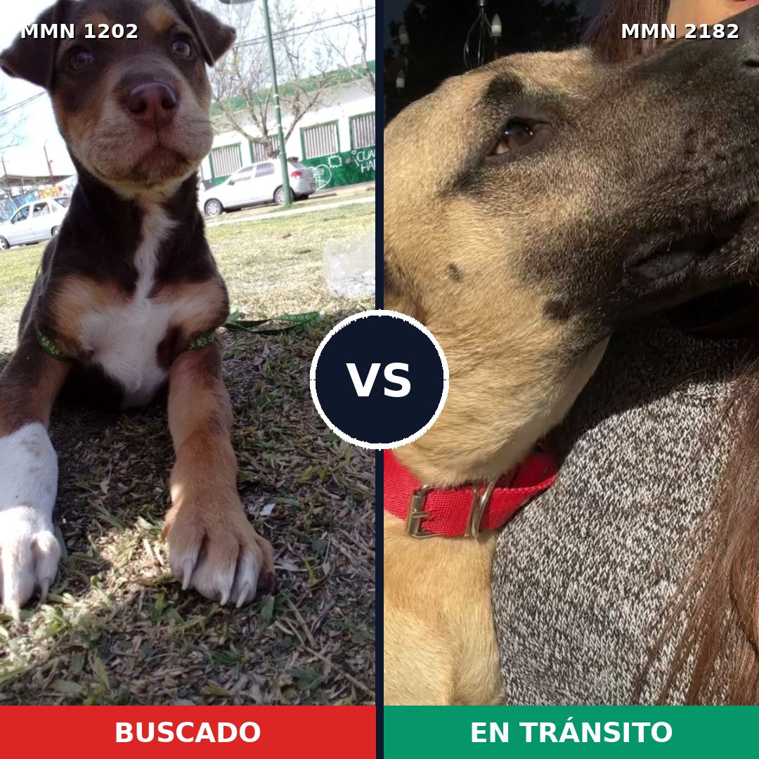Comparativa MMS 65488: mascota perdida y mascota encontrada, 50% de similitud
