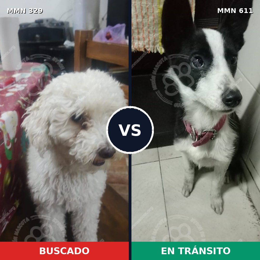 Comparativa MMS 6549: mascota perdida y mascota encontrada, 38% de similitud