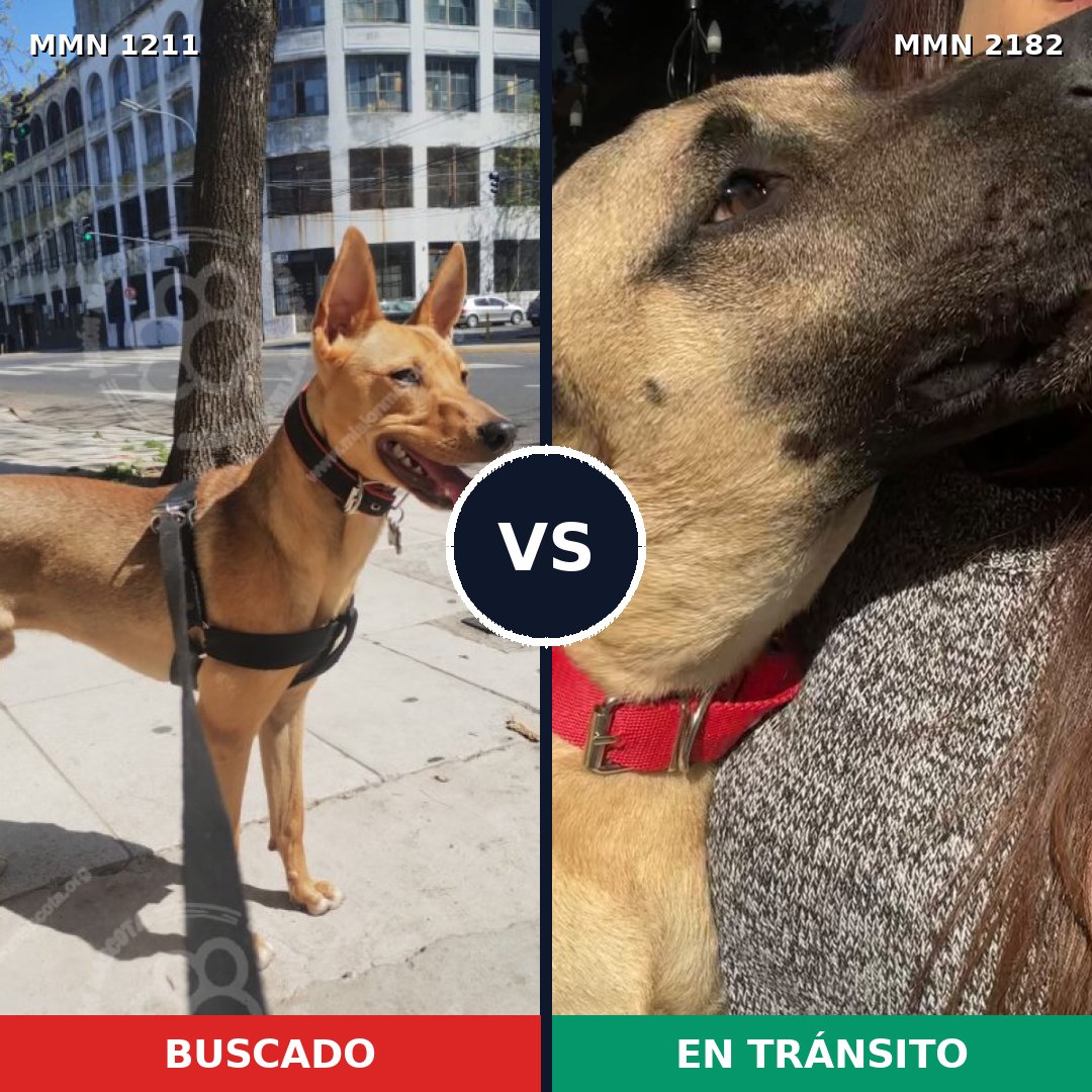 Comparativa MMS 65490: mascota perdida y mascota encontrada, 71% de similitud