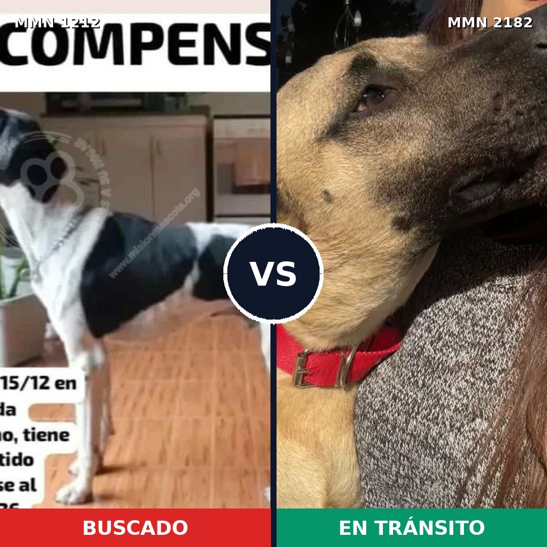 Comparativa MMS 65491: mascota perdida y mascota encontrada, 44% de similitud