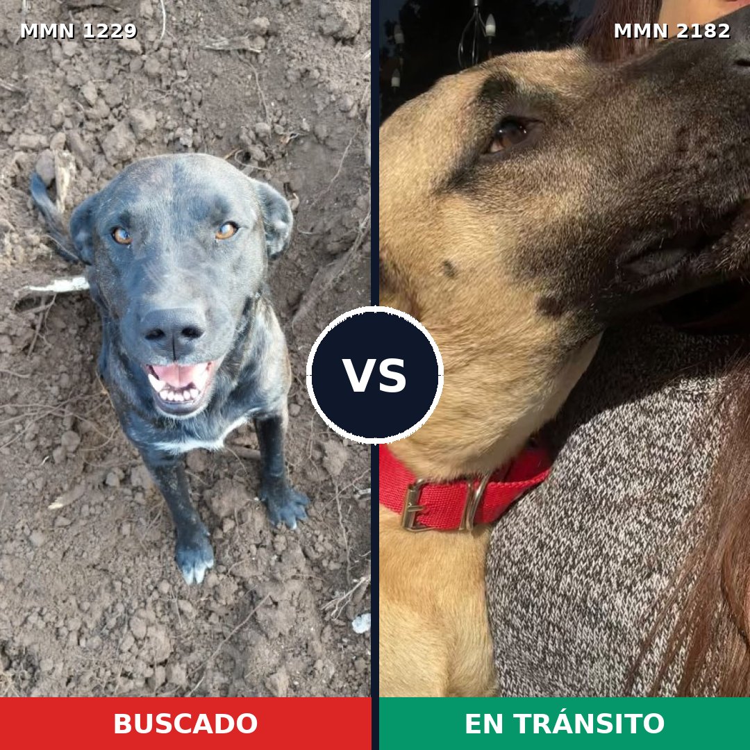 Comparativa MMS 65493: mascota perdida y mascota encontrada, 43% de similitud