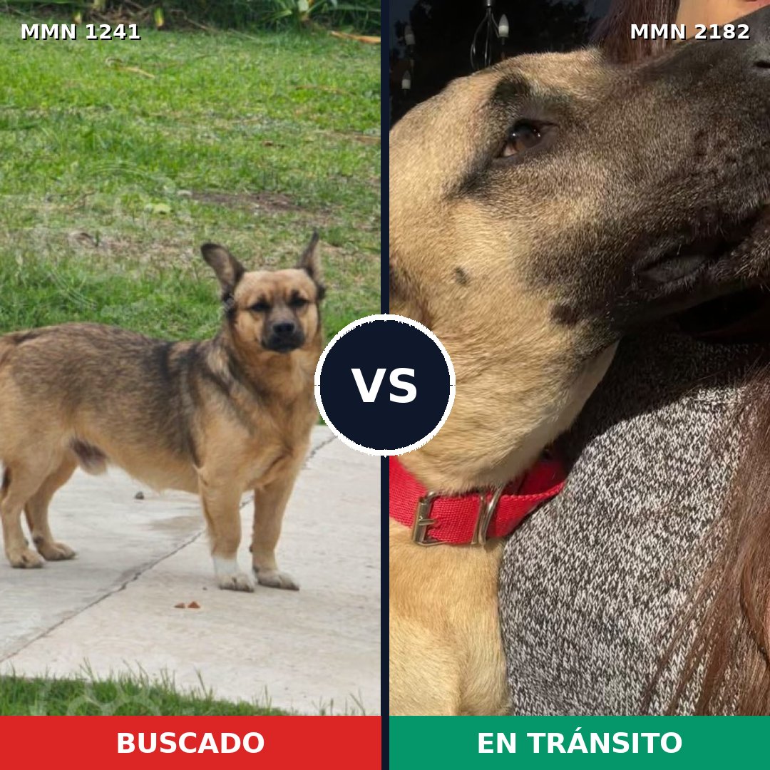 Comparativa MMS 65494: mascota perdida y mascota encontrada, 53% de similitud